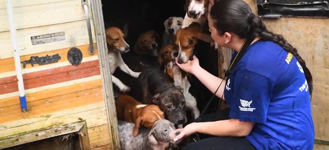 あふれ出て来る犬たち