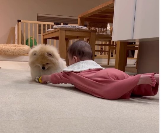 向かい合っている赤ちゃんと犬