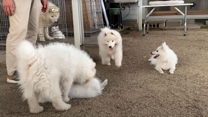 じゃれるたくさんの犬