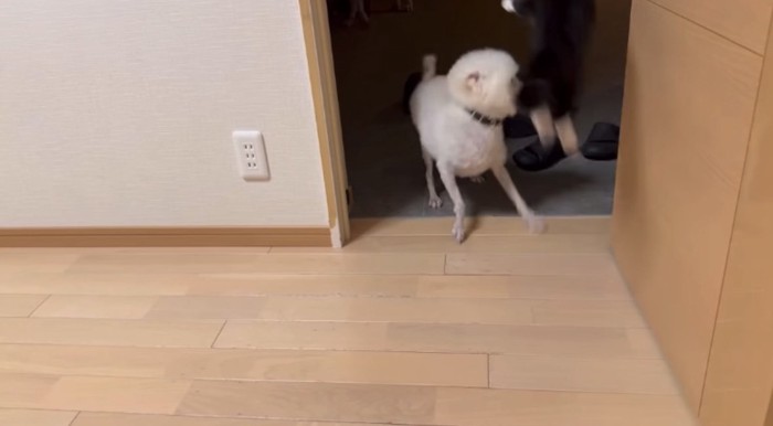 飛び蹴りする猫1