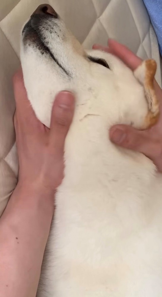 両手で優しく包まれている犬