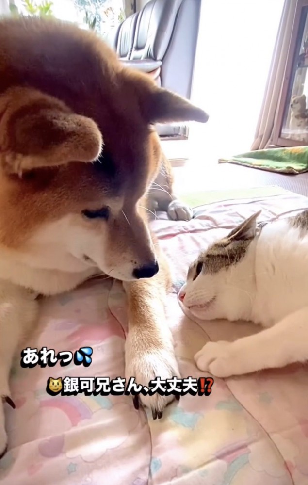 猫をのぞき込む犬