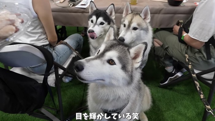 お肉を見る3匹の犬