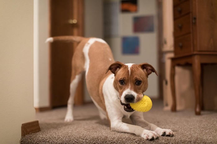 黄色のおもちゃをくわえた犬、おしりを上げている