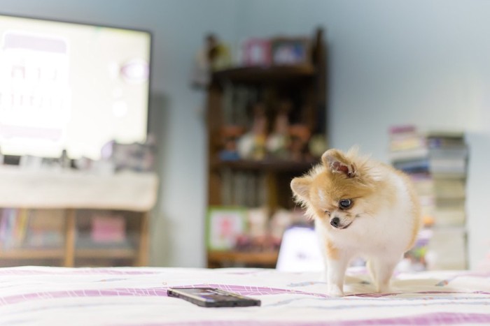 スマートフォンの音に首をかしげる犬