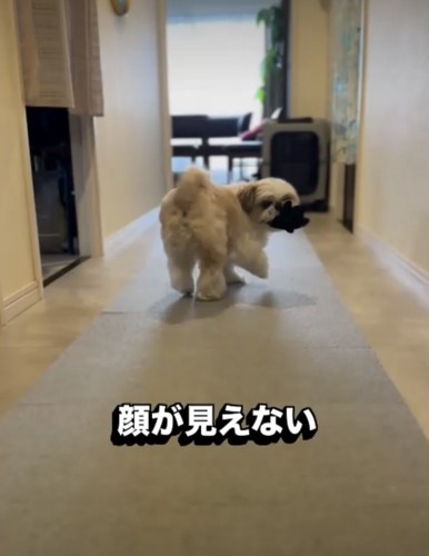 振り返る犬