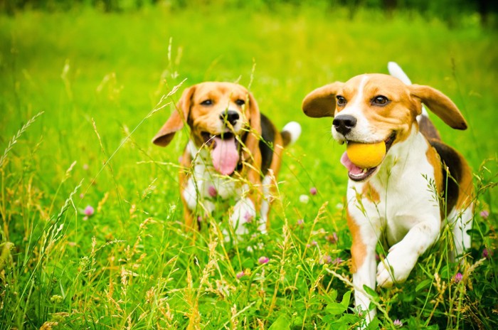 ボールを咥えて走るビーグル犬