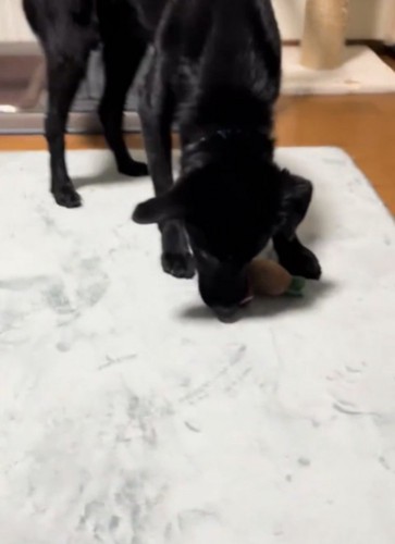 おもちゃで遊ぶ犬