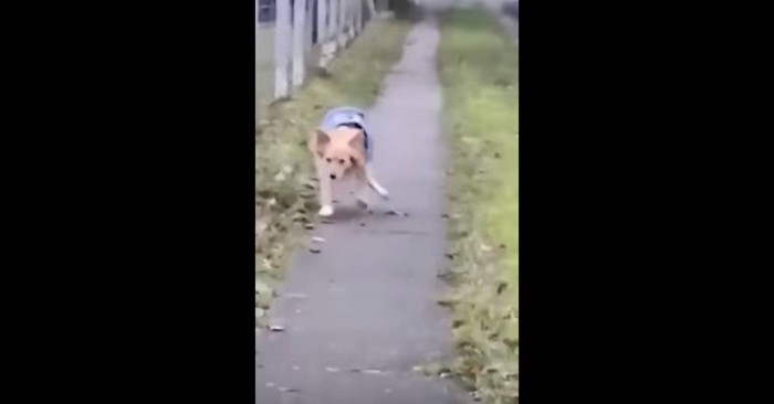 小走りで近づく犬