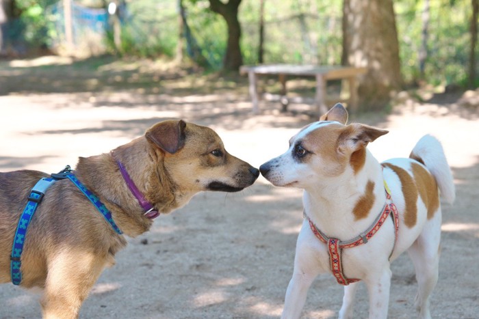 犬の挨拶