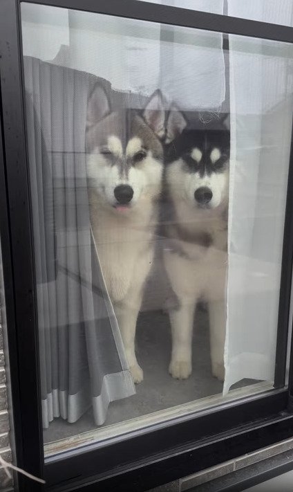 窓際で並ぶ兄弟犬（成犬）