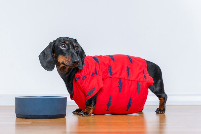 ごはんを欲しそう見つめる犬
