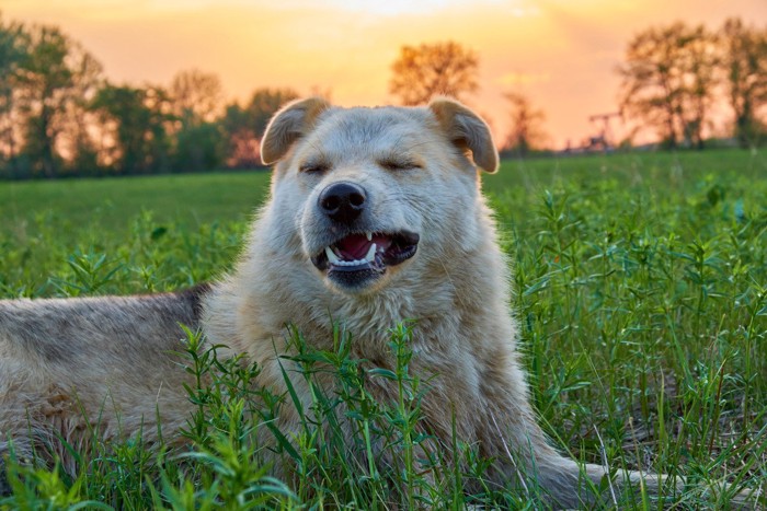 くしゃみが出るときの顔、折れ耳の犬