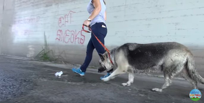 布リードにひかれて歩く犬