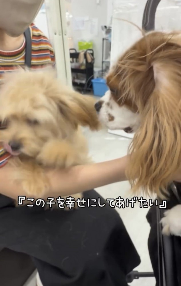 抱っこされた犬を見つめる犬