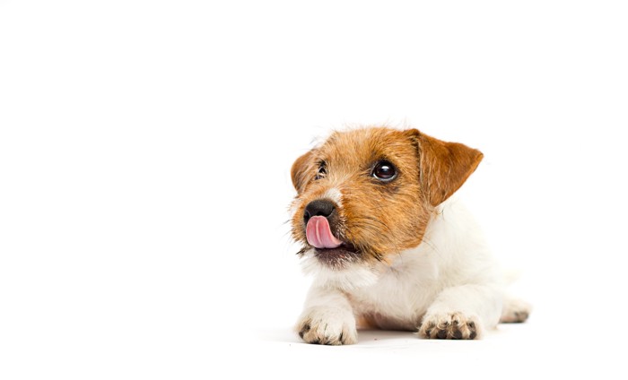 自分の鼻先をなめている犬