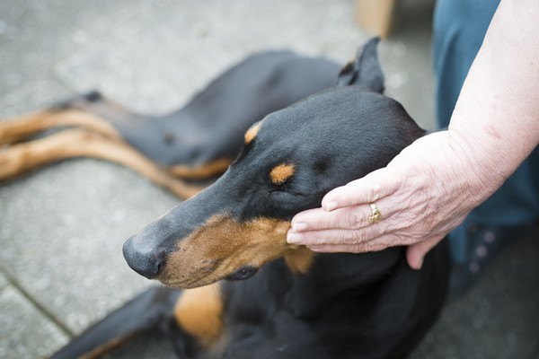 犬の口元を触る人