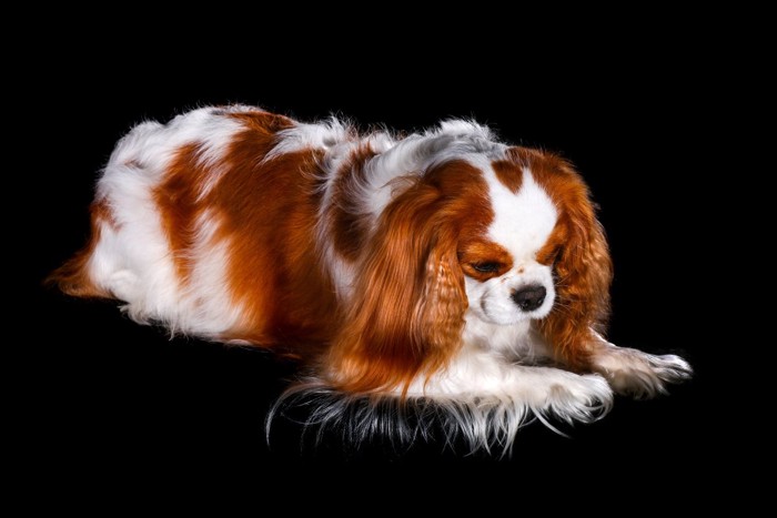 暗闇で下を向く犬