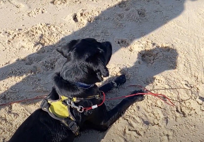 伏せて海を見つめる犬