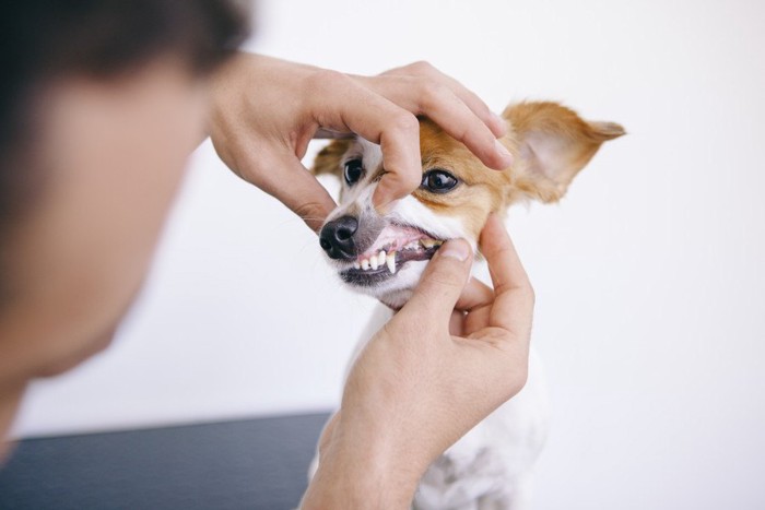 飼い主さんに歯の手入れをしてもらう犬