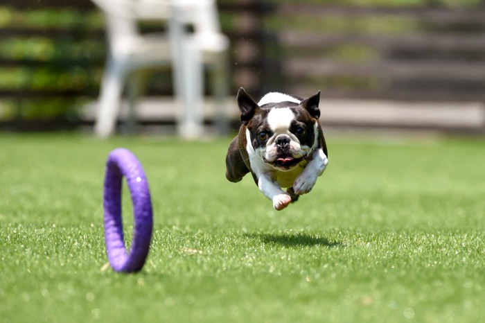 元気に遊ぶ犬