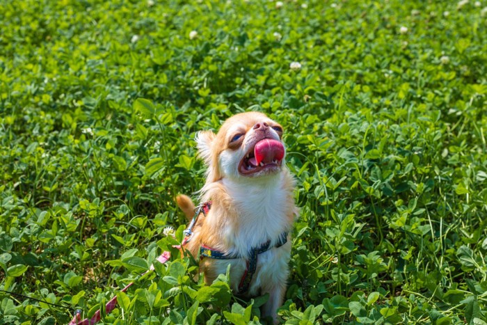 暑そうに呼吸する犬