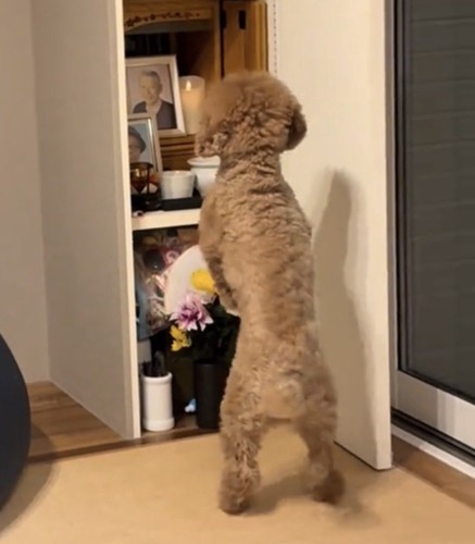 仏壇に向かって後ろ足で立つ犬
