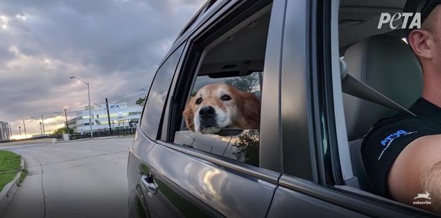 車中