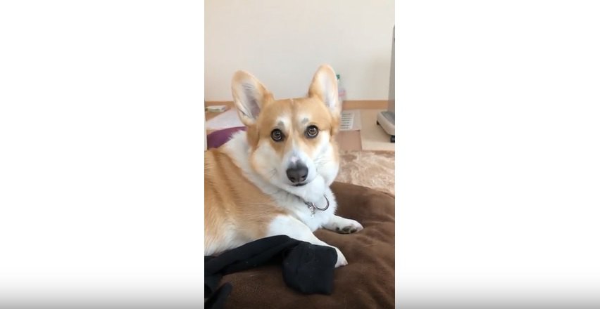 corgi4