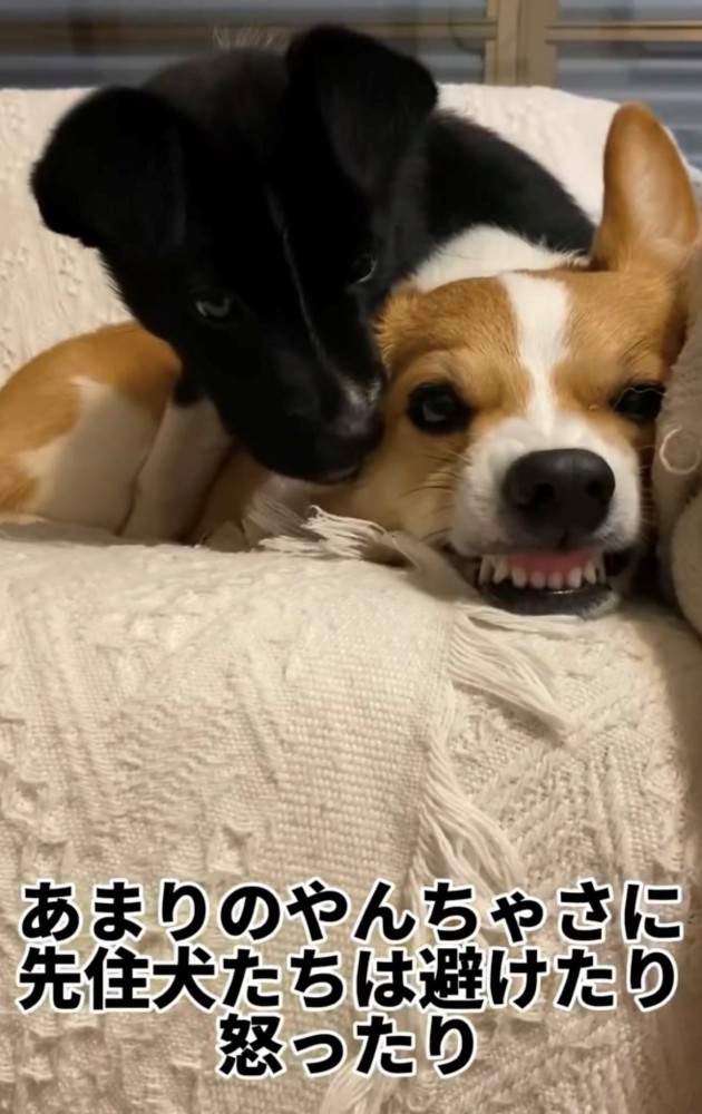 黒い犬と歯を見せる犬