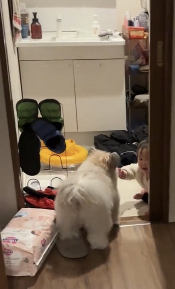 脱衣所で向き合う犬と赤ちゃん