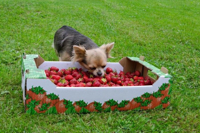 いちごと犬