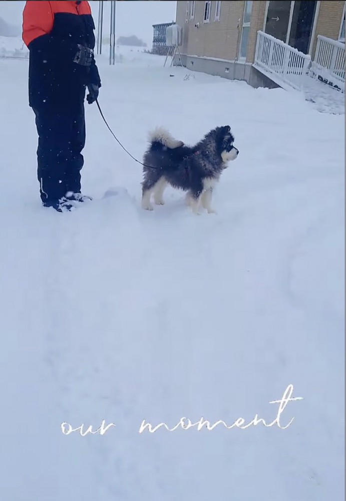 雪の中を散策する子犬
