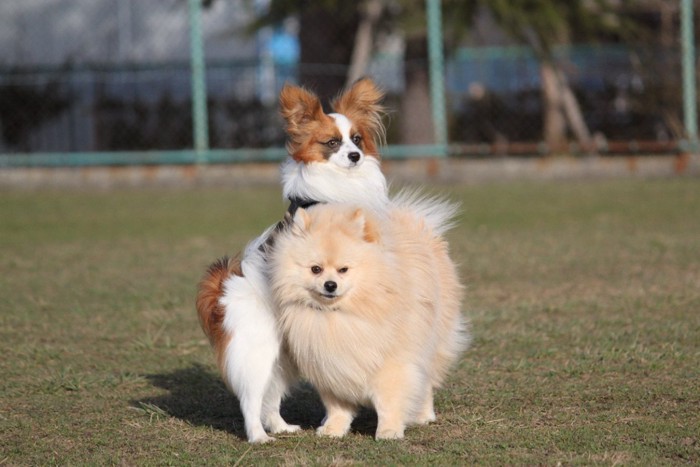 マウンティングしている犬