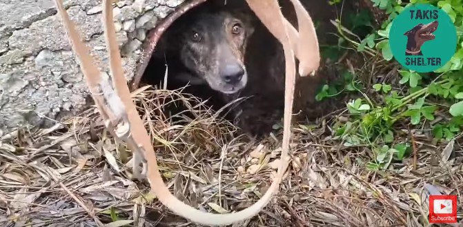 リードにひるむ犬