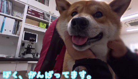 診察も検査も頑張れそう