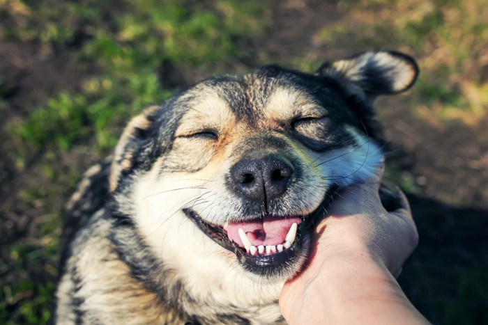 外で撫でられて喜んでいる表情をしている犬