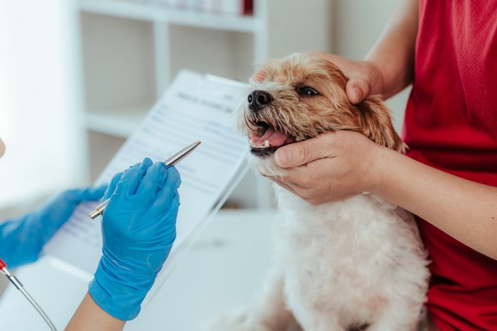 健康診断を受ける犬、青い手袋をしたペンを持つ手