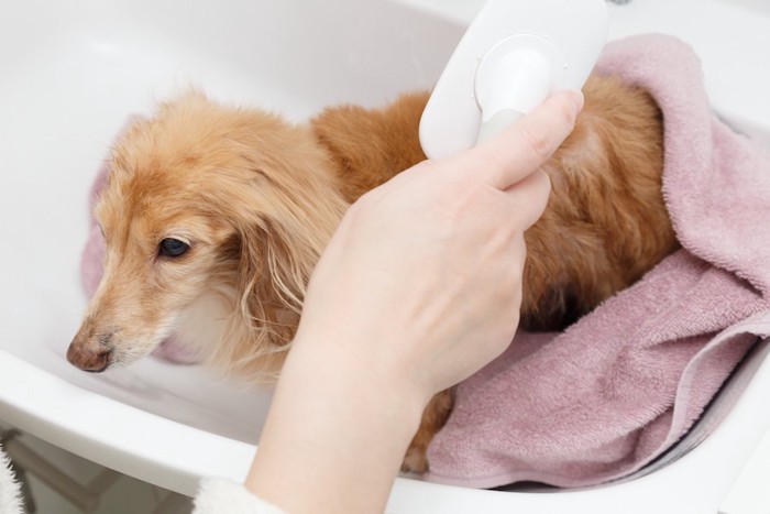 お風呂でブラッシングをされる犬