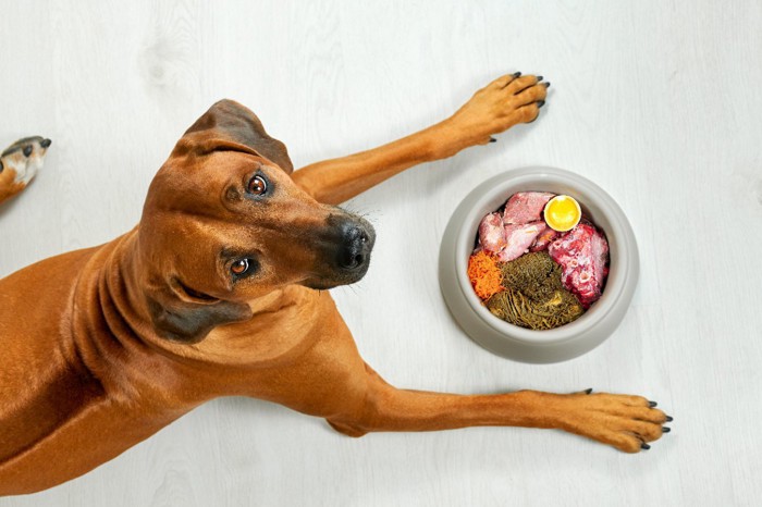 生肉食のボウルを前にした犬