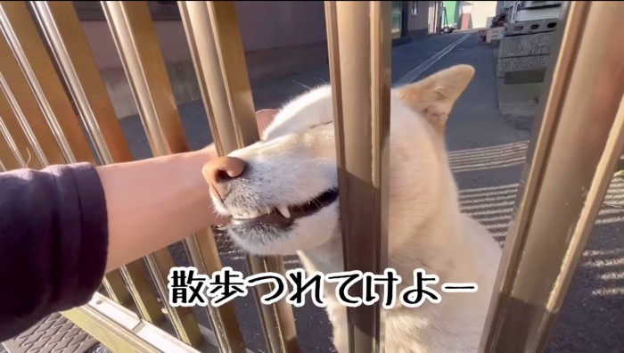 投稿者に顔を撫でられて目を閉じる犬