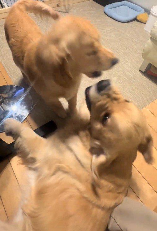 ニカ丸ちゃんはやり返すフリ