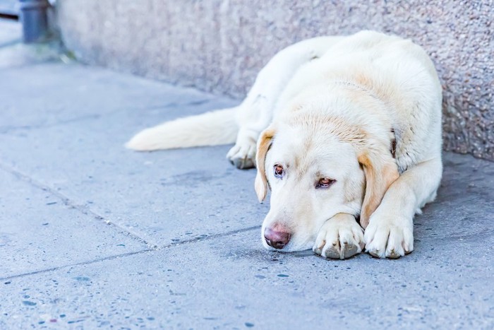 道の壁際に伏せている垂れ耳の犬