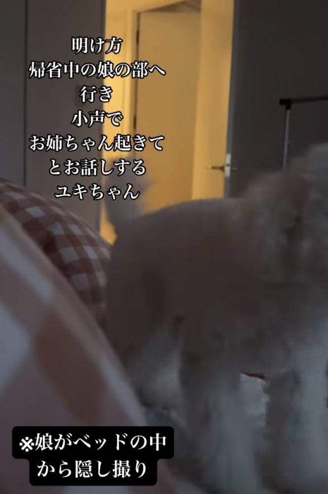 近づく犬