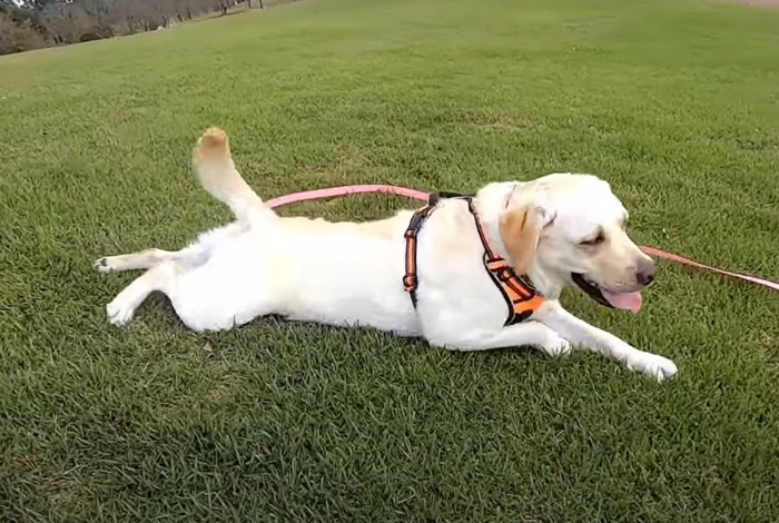 草むらに寝そべる犬