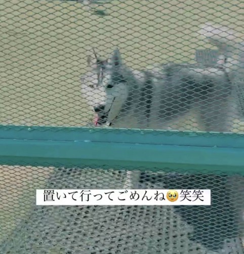 笑顔でこちらを見つめる犬
