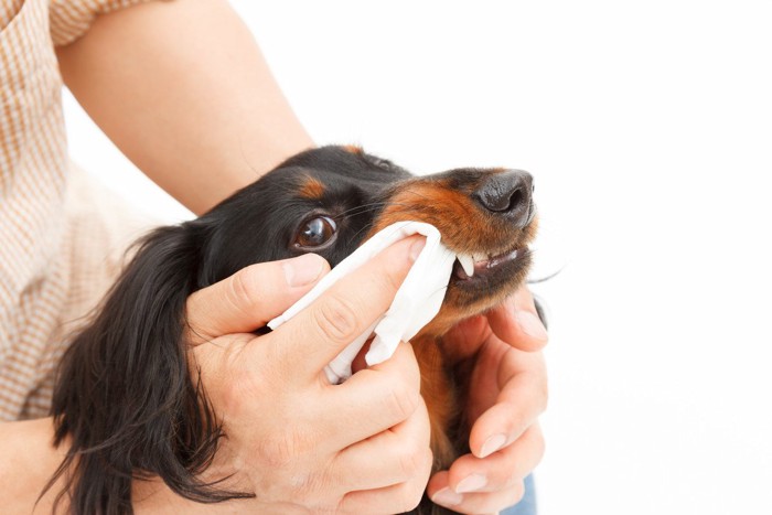 シートで歯磨きしてもらう犬