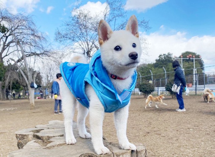 切り株に登る柴犬