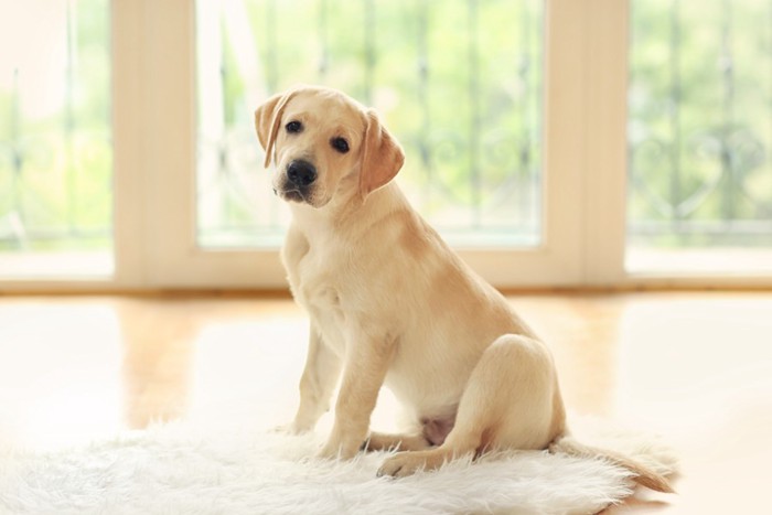 おすわり犬