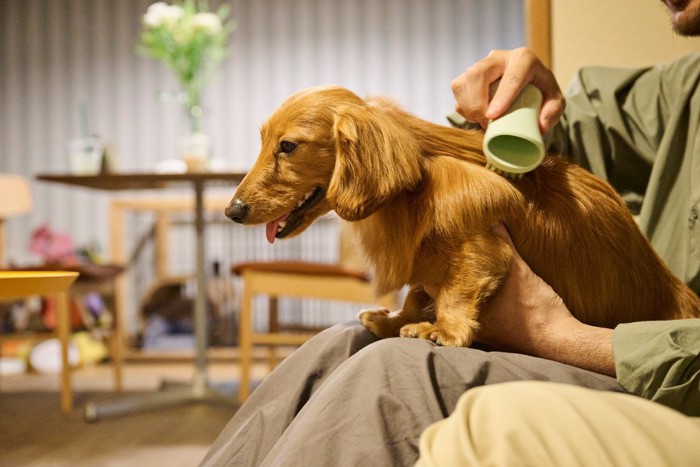 ブラッシングされる犬